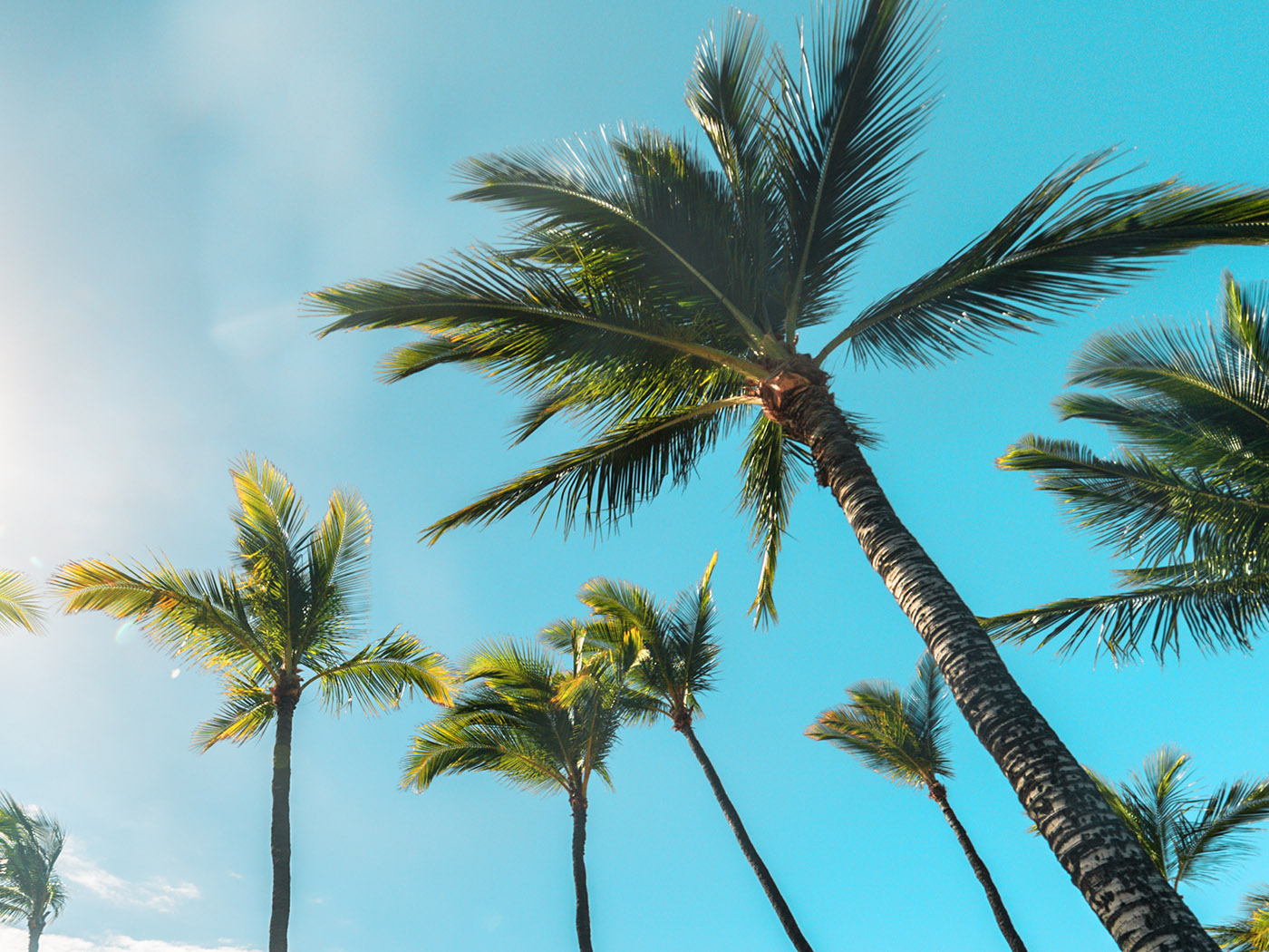 palm trees clearwater fl