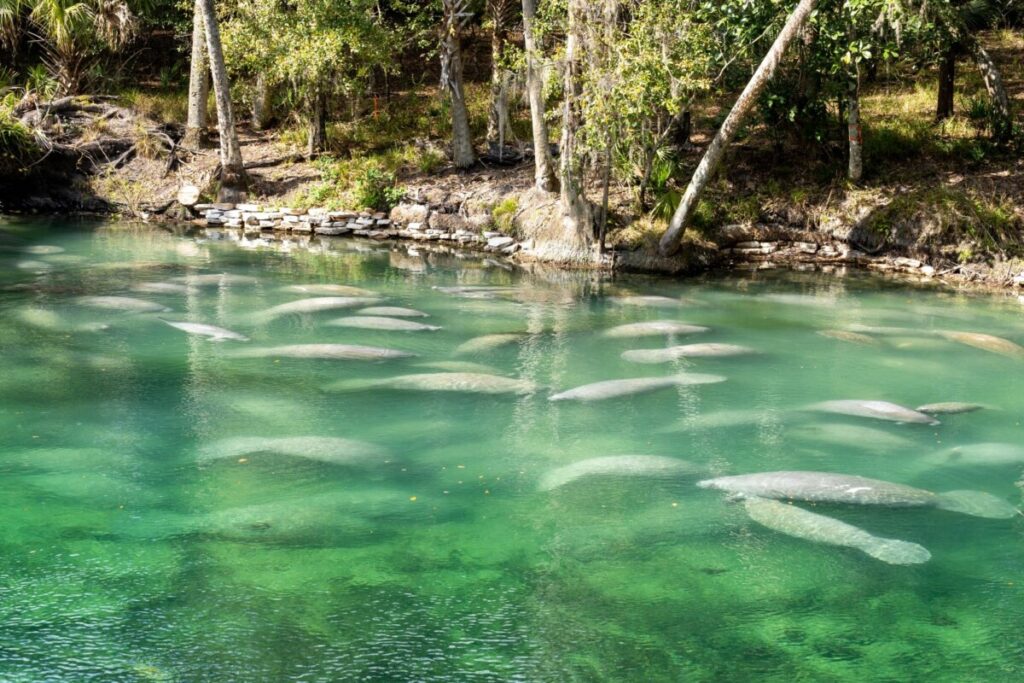 A heard of wild manatees in clear water.