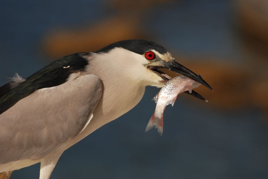 black-crowned night heron caught a fish