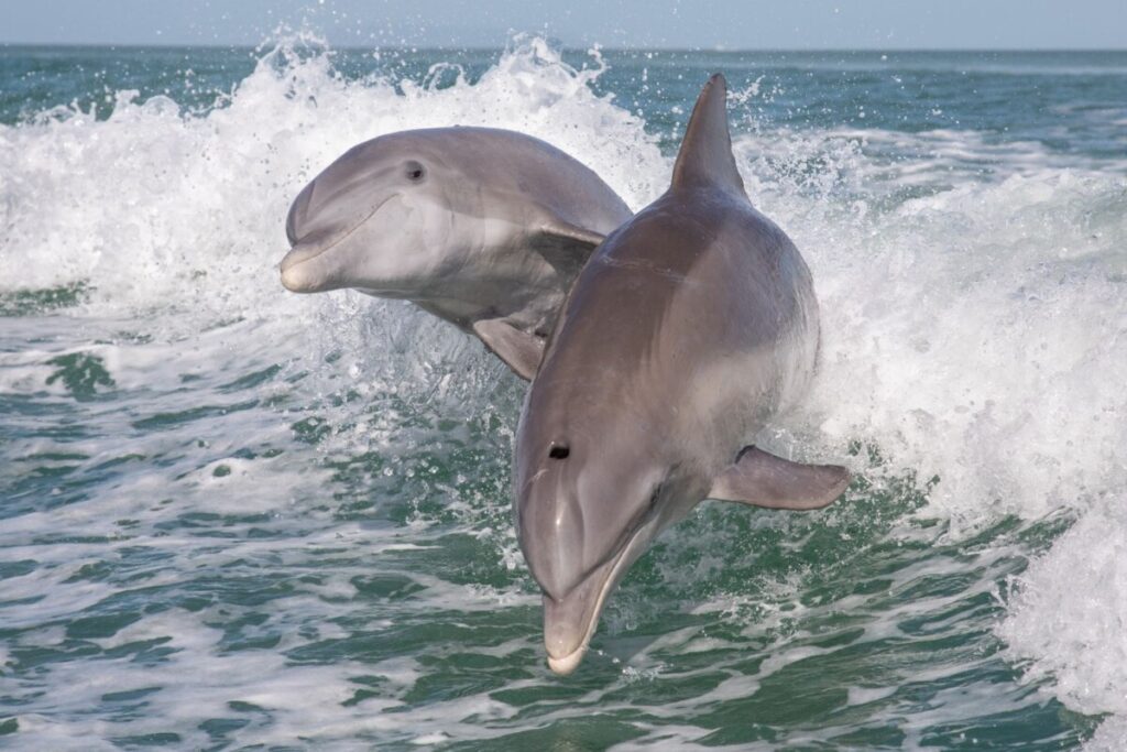 bottlenose dolphins