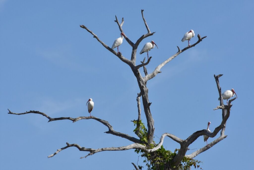 White ibises in a tree