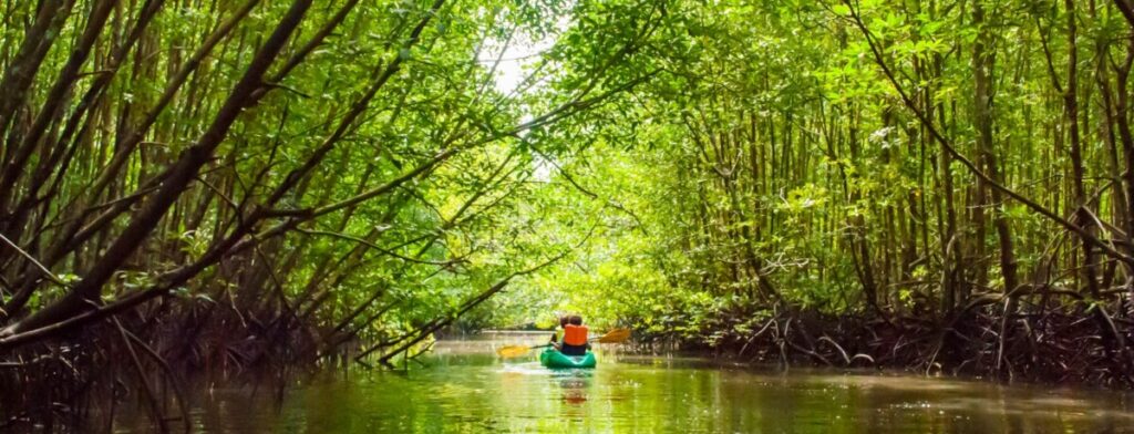 Kayak tour through a mangrove forest