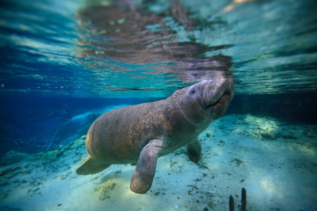 Underwater view of manatee