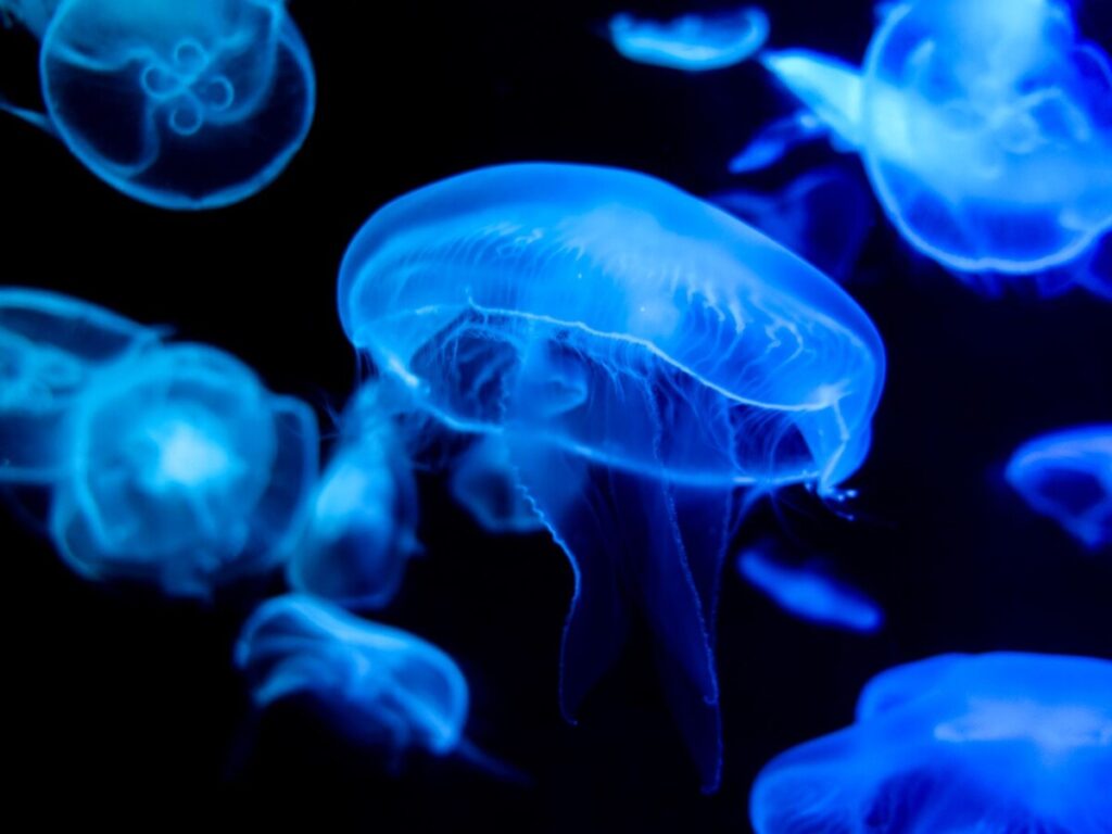 moon jellyfish against a black background