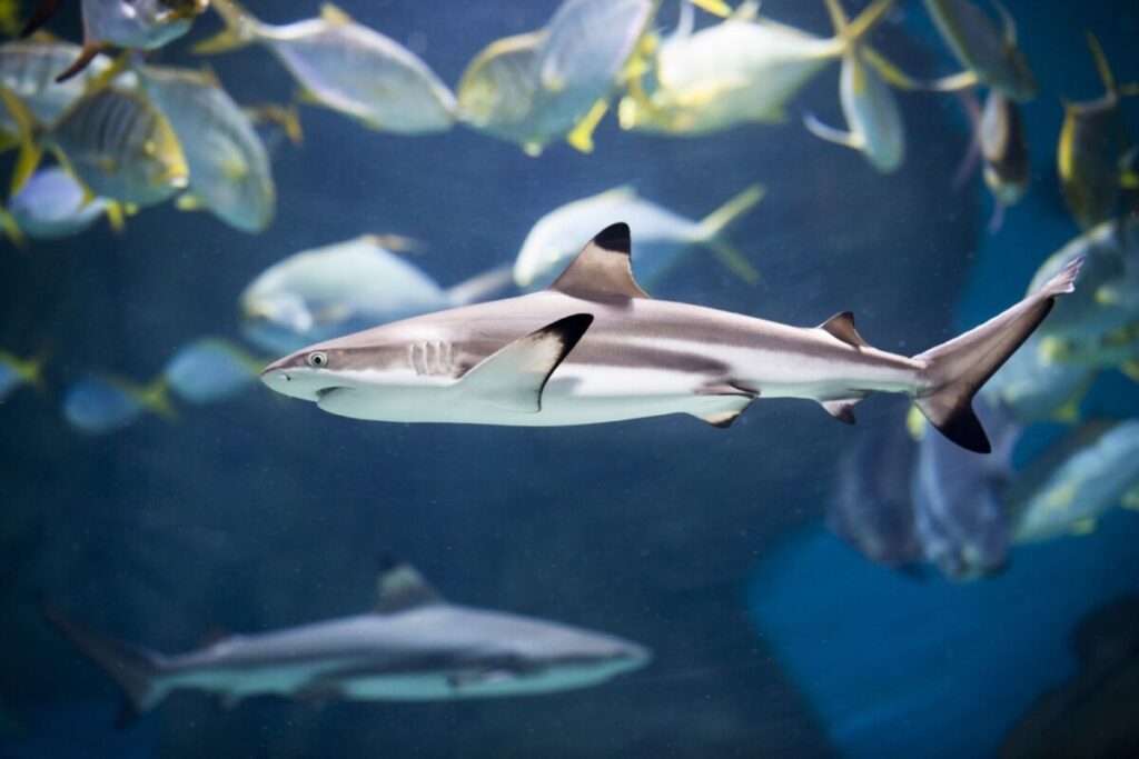 A shark in the foreground with shark and other fish behind it